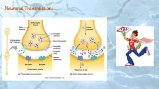 Neuronal Transmission:
 