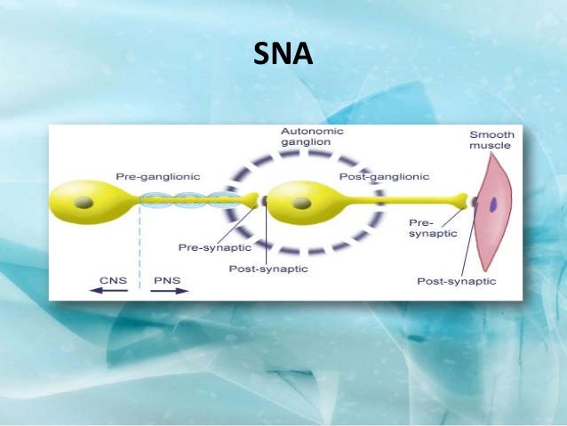 Neuropatía diabética periferica y visceral Neuropatía diabética periferica y visceral