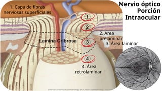 Interocular Area Neuropatía óptica traumática (Nervio óptico, defecto pupilar aferente ...