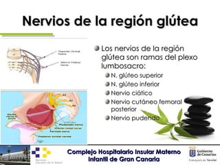 Nervios de la región glútea <ul><li>Los nervios de la región glútea son ramas del plexo lumbosacro: </li></ul><ul><ul><li>...