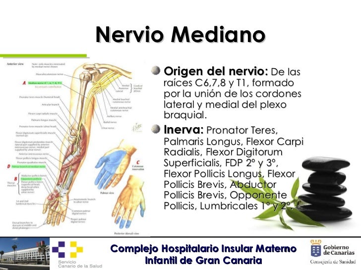 Neuropatías por atrapamiento de miembro superior Neuropatías por atrapamiento de miembro superior