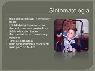    Inicia con parestesias (Hormigueo y
    ardor)
   Debilidad progresiva, simétrica
    afectando músculos proximales y
    distales de extremidades
   Músculos del tronco, cervicales y
    craneales
   Parálisis motora total
   Tiene comportamiento ascendente
    en un plazo de 14 días
 
