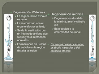    Degeneración Wallerania
                                   Degeneración axonica
      La regeneración axonica
       es lento                      Degeneracion distal de
                                      la mielina, axon y cilindro
      La re-conexión con el
                                      eje
       órgano efector es lento
                                     Esto debido a la
      Se da la sustitución por
                                      enfermedad neuronal
       un internodo antiguo que
       sustituyen 3 internodos
       normales
      Formaciones en Bulbos       En ambos casos ocasionan
       de cebolla en la region      la atrofia muscular o del
       distal a la lesion           musculo efectos
 