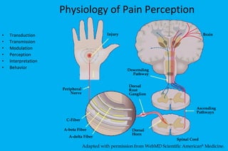 Physiology of Pain Perception Transduction Transmission Modulation Perception Interpretation Behavior Injury Descending Pathway Peripheral Nerve Dorsal  Root Ganglion C-Fiber A-beta Fiber A-delta Fiber Ascending Pathways Dorsal Horn Brain Spinal Cord Adapted with permission from WebMD Scientific American ®  Medicine . 