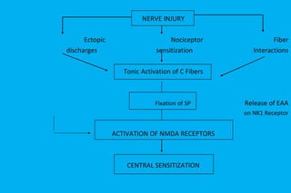 NERVE INJURY Ectopic  Nociceptor  Fiber discharges  sensitization  Interactions Tonic Activation of C Fibers Fixation of SP   Release of EAA on NK1 Receptor ACTIVATION OF NMDA RECEPTORS CENTRAL SENSITIZATION 