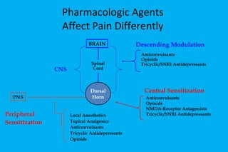 Pharmacologic Agents  Affect Pain Differently  BRAIN Descending Modulation Central Sensitization PNS Local Anesthetics Topical Analgesics Anticonvulsants Tricyclic Antidepressants Opioids Anticonvulsants Opioids NMDA-Receptor Antagonists Tricyclic/SNRI Antidepressants Anticonvulsants Opioids Tricyclic/SNRI Antidepressants CNS Spinal Cord Peripheral Sensitization Dorsal Horn 