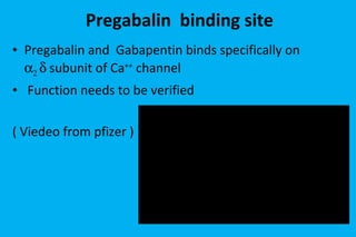 Pregabalin  binding site Pregabalin and  Gabapentin   binds specifically on      subunit of Ca ++  channel  Function needs to be verified  ( Viedeo from pfizer )  