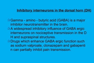 Inhibitory interneurons in the dorsal horn (DH) Gamma - amino - butyric acid (GABA) is a major inhibitor neurotransmitter in the brain. A widespread inhibitory influence of GABA ergic interneurons on nociceptive transmission in the DH and supraspinal structures. Drugs which enhance GABA ergic function such as sodium valproate, clonazepam and gabapentin can partially inhibit pain transmission. 