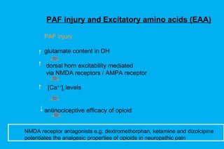PAF injury and Excitatory amino acids (EAA) PAF injury glutamate content in DH   dorsal horn excitability mediated    via NMDA receptors / AMPA receptor   [Ca ++ ] i  levels   antinociceptive efficacy of opioid NMDA receptor antagonists e.g. dextromethorphan, ketamine and dizolcipine potentiates the analgesic properties of opioids in neuropathic pain 