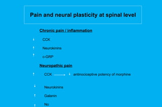 Pain and neural plasticity at spinal level Chronic pain / inflammation   CCK   Neurokinins   c-GRP Neuropathic pain CCK    antinociceptive potency of morphine Neurokinins Galanin No 