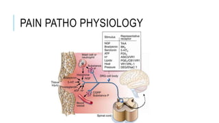 PAIN PATHO PHYSIOLOGY
 