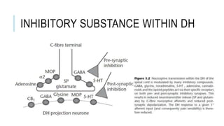 INHIBITORY SUBSTANCE WITHIN DH
 