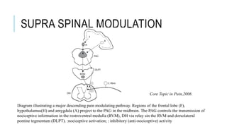 SUPRA SPINAL MODULATION
Diagram illustrating a major descending pain modulating pathway. Regions of the frontal lobe (F),
hypothalamus(H) and amygdala (A) project to the PAG in the midbrain. The PAG controls the transmission of
nociceptive information in the rostroventral medulla (RVM), DH via relay sin the RVM and dorsolateral
pontine tegmentum (DLPT). :nociceptive activation; : inhibitory (anti-nociceptive) activity
Core Topic in Pain,2006
 