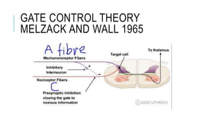 GATE CONTROL THEORY
MELZACK AND WALL 1965
 