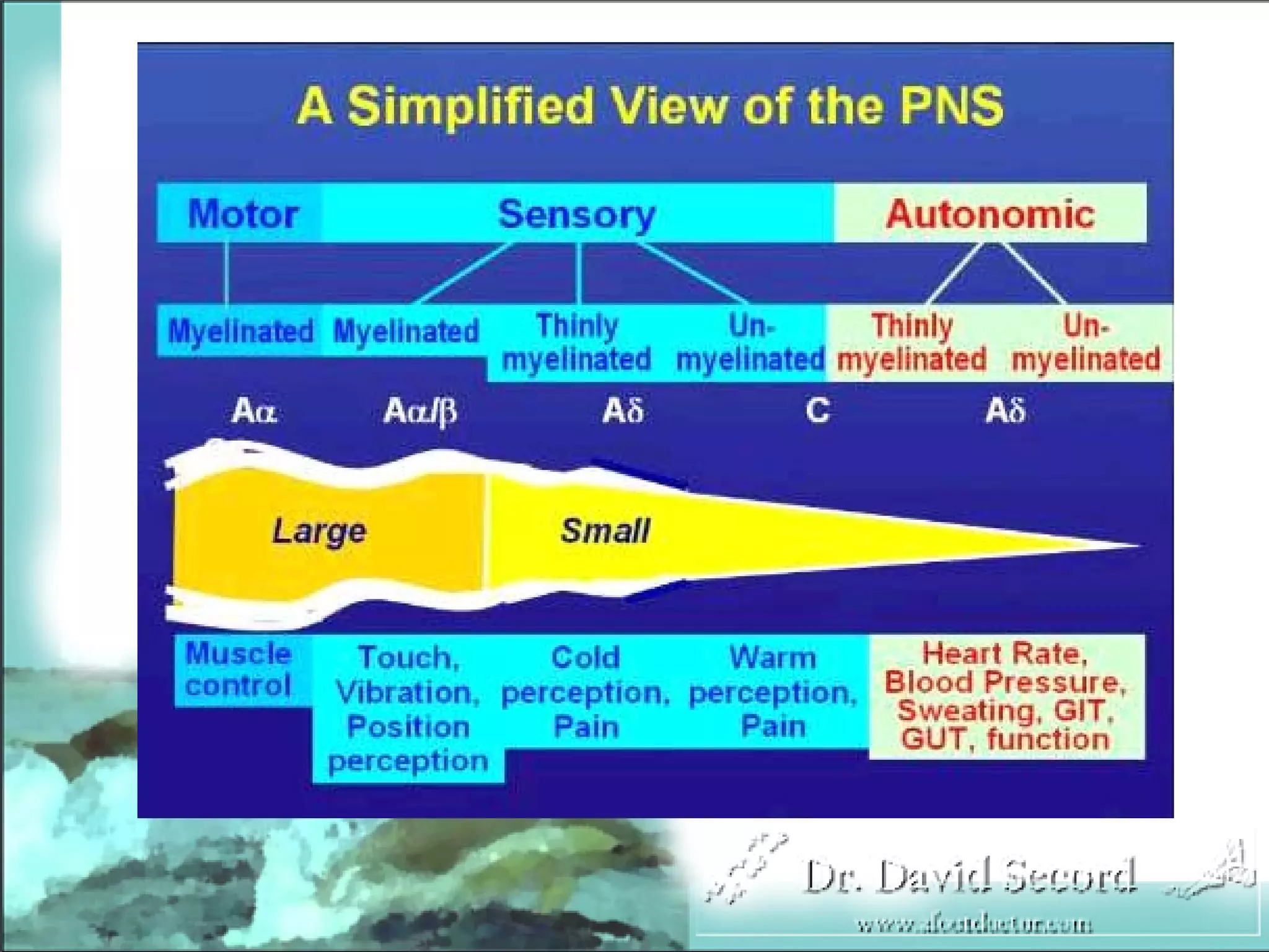 Neuropathic Pain Lecture