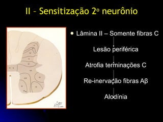 II – Sensitização 2 o  neurônio <ul><li>Lâmina II – Somente fibras C </li></ul><ul><li>Lesão periférica </li></ul><ul><li>...