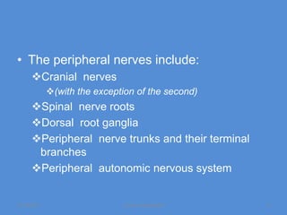 • The peripheral nerves include:
      Cranial nerves
             (with the exception of the second)
      Spinal nerve roots
      Dorsal root ganglia
      Peripheral nerve trunks and their terminal
       branches
      Peripheral autonomic nervous system


11/19/2011                    Jipmer physiologist   5
 