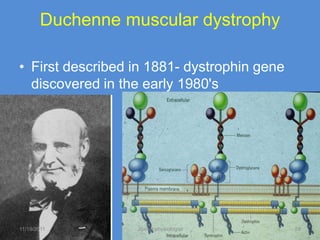 Duchenne muscular dystrophy

• First described in 1881- dystrophin gene
  discovered in the early 1980's




11/19/2011        Jipmer physiologist        59
 
