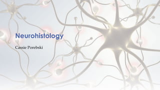Neurohistology
Cassie Porebski
 