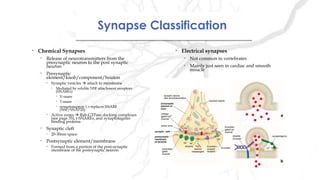 Synapse ClassificationSynapse Classification
• Chemical Synapses
• Release of neurotransmitters from the
presynaptic neuron to the post synaptic
neuron
• Presynaptic
element/knob/component/bouton
• Synaptic vesicles  attach to membrane
• Mediated by soluble NSF attachment receptors
(SNAREs)
• V-snare
• T-snare
• synaptotagmin 1 – replaces SNARE
(NSF/SNAP25)
• Active zones  Rab-GTPase docking complexes
(see page 35), t-SNAREs, and synaptotagmin
binding proteins
• Synaptic cleft
• 20-30nm space
• Postsynaptic element/membrane
• Formed from a portion of the post-synaptic
membrane of the postsynaptic neuron
• Electrical synapses
• Not common in vertebrates
• Mainly just seen in cardiac and smooth
msucle
 