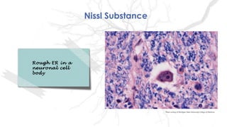 Nissl Substance
Rough ER in a
neuronal cell
body
Photo curtesy of Michigan State University College of Medicine
 