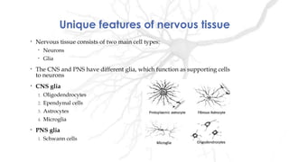 Unique features of nervous tissue
• Nervous tissue consists of two main cell types:
• Neurons
• Glia
• The CNS and PNS have different glia, which function as supporting cells
to neurons
• CNS glia
1. Oligodendrocytes
2. Ependymal cells
3. Astrocytes
4. Microglia
• PNS glia
1. Schwann cells
 