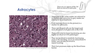 Astrocytes
There are no regions of the CNS
that are devoid of astrocytes
• Astrocytes in the white matter are referred to
as fibrous, and astrocytes in grey matter are
referred to as protoplasmic
• Gold staining (shown in the picture) is a
marker for astrocytes.
• These star-shaped cells are the largest and
most abundant of all glial cells in the CNS
• These cells vital for brain functioning are also
highly involved in CNS pathologies
• They are involved in metabolic functioning
such as NT recycling, act as an extracellular K
buffer, and are also involved in
repair/scarring
• Their foot processes make up the blood brain
barrier.Photo curtesy of Michigan State University College of Medicine
 