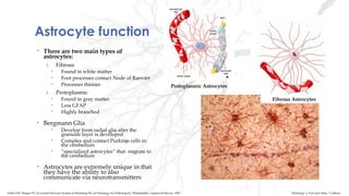 Astrocyte function
• There are two main types of
astrocytes:
1. Fibrous
• Found in white matter
• Foot processes contact Node of Ranvier
• Processes thinner
1. Protoplasmic
• Found in gray matter
• Less GFAP
• Highly branched
• Bergmann Glia
• Develop from radial glia after the
granular layer is developed
• Complex and contact Purkinje cells in
the cerebellum
• “specialized astrocytes” that migrate to
the cerebellum
• Astrocytes are extremely unique in that
they have the ability to also
communicate via neurotransmitters
Fibrous Astrocytes
Protoplasmic Astrocytes
Histology: a Text and Atlas. 7 editionFuller GN, Burger PC in Central Nervous System in Sternberg SS, ed Histology for Pathologists. Philadelphia: Lippincott-Raven, 1997
 