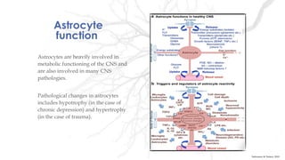 Astrocyte
function
Astrocytes are heavily involved in
metabolic functioning of the CNS and
are also involved in many CNS
pathologies.
Pathological changes in astrocytes
includes hypotrophy (in the case of
chronic depression) and hypertrophy
(in the case of trauma).
Sofroniew & Vinters, 2010
 