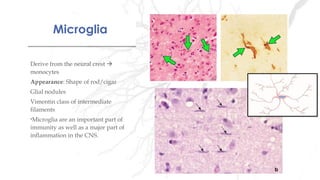 MicrogliaMicroglia
Derive from the neural crest 
monocytes
Appearance: Shape of rod/cigar
Glial nodules
Vimentin class of intermediate
filaments
•Microglia are an important part of
immunity as well as a major part of
inflammation in the CNS.
 