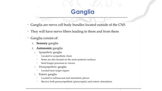 GangliaGanglia
• Ganglia are nerve cell body bundles located outside of the CNS
• They will have nerve fibers leading to them and from them
• Ganglia consist of:
1. Sensory ganglia
2. Autonomic ganglia
1. Sympathetic ganglia
• Located in sympathetic chain
• Some are also located on the aorta (anterior surface)
• Send longer processes to viscera
1. Parasympathetic ganglia
• Located near target organs
1. Enteric ganglia
• Located in submucosal and mesenteric plexus
• Receive both parasympathetic (presynaptic) and enteric stimulation
• Ganglia are nerve cell body bundles located outside of the CNS
• They will have nerve fibers leading to them and from them
• Ganglia consist of:
1. Sensory ganglia
2. Autonomic ganglia
1. Sympathetic ganglia
• Located in sympathetic chain
• Some are also located on the aorta (anterior surface)
• Send longer processes to viscera
1. Parasympathetic ganglia
• Located near target organs
1. Enteric ganglia
• Located in submucosal and mesenteric plexus
• Receive both parasympathetic (presynaptic) and enteric stimulation
 