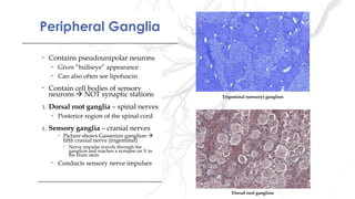 Peripheral GangliaPeripheral Ganglia
• Contains pseudounipolar neurons
• Gives “bullseye” appearance
• Can also often see lipofuscin
• Contain cell bodies of sensory
neurons  NOT synaptic stations
1. Dorsal root ganglia – spinal nerves
• Posterior region of the spinal cord
1. Sensory ganglia – cranial nerves
• Picture shows Gasserian ganglion 
fifth cranial nerve (trigeminal)
• Nerve impulse travels through the
ganglion and reaches a synapse on V in
the brain stem
• Conducts sensory nerve impulses
• Contains pseudounipolar neurons
• Gives “bullseye” appearance
• Can also often see lipofuscin
• Contain cell bodies of sensory
neurons  NOT synaptic stations
1. Dorsal root ganglia – spinal nerves
• Posterior region of the spinal cord
1. Sensory ganglia – cranial nerves
• Picture shows Gasserian ganglion 
fifth cranial nerve (trigeminal)
• Nerve impulse travels through the
ganglion and reaches a synapse on V in
the brain stem
• Conducts sensory nerve impulses
Trigeminal (sensory) ganglion
Dorsal root ganglion
 