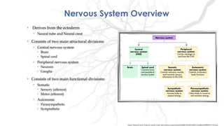 Nervous System Overview
• Derives from the ectoderm
• Neural tube and Neural crest
• Consists of two main structural divisions:
• Central nervous system
• Brain
• Spinal cord
• Peripheral nervous system
• Neurons
• Ganglia
• Consists of two main functional divisions:
• Somatic
• Sensory (afferent)
• Motor (efferent)
• Autonomic
• Parasympathetic
• Symptathetic
Image obtained from: https://s-media-cache-ak0.pinimg.com/originals/e0/4f/cd/e04fcd5f8dc1a0a4bbed2bf0bb371253.jpg
 