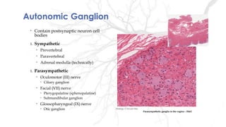 Autonomic Ganglion
• Contain postsynaptic neuron cell
bodies
1. Sympathetic
• Prevertebral
• Paravertebral
• Adrenal medulla (technically)
1. Parasympathetic
• Oculomotor (III) nerve
• Ciliary ganglion
• Facial (VII) nerve
• Pterygopalatine (sphenopalatine)
• Submandibular ganglion
• Glossopharyngeal (IX) nerve
• Otic ganglion
Parasympathetic ganglia in the vagina – H&E
Histology: A Text and Atlas.
 