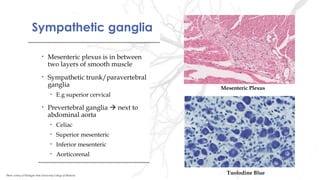 Sympathetic gangliaSympathetic ganglia
• Mesenteric plexus is in between
two layers of smooth muscle
• Sympathetic trunk/paravertebral
ganglia
• E.g superior cervical
• Prevertebral ganglia  next to
abdominal aorta
• Celiac
• Superior mesenteric
• Inferior mesenteric
• Aorticorenal
• Mesenteric plexus is in between
two layers of smooth muscle
• Sympathetic trunk/paravertebral
ganglia
• E.g superior cervical
• Prevertebral ganglia  next to
abdominal aorta
• Celiac
• Superior mesenteric
• Inferior mesenteric
• Aorticorenal
Mesenteric Plexus
Tuolodine BluePhoto curtesy of Michigan State University College of Medicine
 