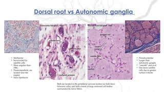 Dorsal root vs Autonomic ganglia
• Pseudounipolar
• Larger than
autonomic ganglia
• “smooth” and oval
• Has more satellite
cells due to greater
surface volume
• Multipolar
• Surrounded by
satellite cells
• More angular than
DRG
• Parasympathetic are
located near the
organs
• Have lipofuscin
Both are located in the peripheral nervous system (so both have
Schwann cells), and both consist of large neuronal cell bodies
surrounded by nerve fibers.
 
