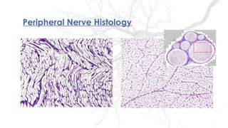 Peripheral Nerve Histology
 