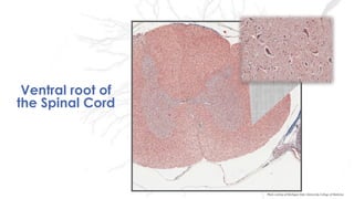 Photo curtesy of Michigan State University College of Medicine
Ventral root of
the Spinal Cord
 