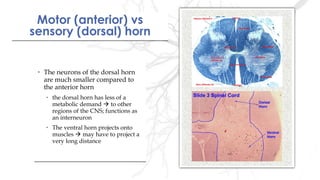 Motor (anterior) vs
sensory (dorsal) horn
Motor (anterior) vs
sensory (dorsal) horn
• The neurons of the dorsal horn
are much smaller compared to
the anterior horn
• the dorsal horn has less of a
metabolic demand  to other
regions of the CNS; functions as
an interneuron
• The ventral horn projects onto
muscles  may have to project a
very long distance
• The neurons of the dorsal horn
are much smaller compared to
the anterior horn
• the dorsal horn has less of a
metabolic demand  to other
regions of the CNS; functions as
an interneuron
• The ventral horn projects onto
muscles  may have to project a
very long distance
 