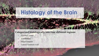 Histology of the Brain
Categorized histologically into four different regions:
1. Cerebral cortex
2. Cerebellum
3. Hippocampus
4. Lateral Ventricle wall
 