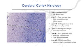 Cerebral Cortex Histology
• Layer I – Molecular layer
• Few neurons/glia
• Layer II – Outer granular layer
• Small pyramidal neurons
• Stellate neurons
• Layer III – Outer pyramidal layer
• Moderate-sized Pyramidal
• Layer IV – Inner granular layer
• Dense stellate neurons
• Layer V – Inner pyramidal layer
• Also called ganglionic layer
• Large pyramidal neurons
• Layer VI – Multiform cell layer
• Mixture of small pyramidal and stellate
 