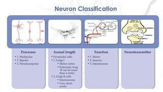 Neuron Classification
Processes
• 1. Multipolar
• 2. Bipolar
• 3. Pseudounipolar
Processes
• 1. Multipolar
• 2. Bipolar
• 3. Pseudounipolar
Axonal length
• Pyramidal cells:
• 1. Golgi I
• Motor cortex
• Extremely long
 can be more
than a meter
• 2. Golgi II cells
• Interneurons
• Very short
axons
Axonal length
• Pyramidal cells:
• 1. Golgi I
• Motor cortex
• Extremely long
 can be more
than a meter
• 2. Golgi II cells
• Interneurons
• Very short
axons
Function
• 1. Motor
• 2. Sensory
• 3. Interneurons
Function
• 1. Motor
• 2. Sensory
• 3. Interneurons
NeurotransmitterNeurotransmitter
 