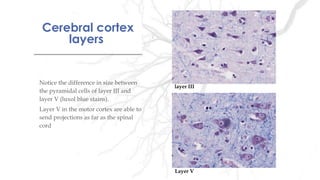 Cerebral cortex
layers
Cerebral cortex
layers
Notice the difference in size between
the pyramidal cells of layer III and
layer V (luxol blue stains).
Layer V in the motor cortex are able to
send projections as far as the spinal
cord
layer III
Layer V
 