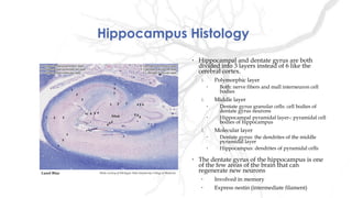 Hippocampus Histology
• Hippocampal and dentate gyrus are both
divided into 3 layers instead of 6 like the
cerebral cortex.
1. Polymorphic layer
• Both: nerve fibers and mall interneuron cell
bodies
1. Middle layer
• Dentate gyrus granular cells: cell bodies of
dentate gyrus neurons
• Hippocampal pyramidal layer-: pyramidal cell
bodies of hippocampus
1. Molecular layer
• Dentate gyrus: the dendrites of the middle
pyramidal layer
• Hippocampus: dendrites of pyramidal cells
• The dentate gyrus of the hippocampus is one
of the few areas of the brain that can
regenerate new neurons
• Involved in memory
• Express nestin (intermediate filament)
Photo curtesy of Michigan State University College of MedicineLuxol Blue
 
