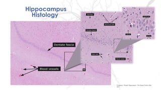 Hippocampus
Histology
Dictionary - Normal: Hippocampus - The Human Protein Atlas
2017
 