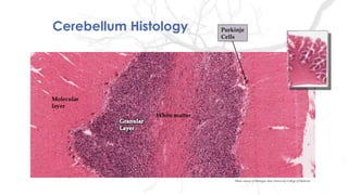 Cerebellum Histology
White matter
Molecular
layer
Purkinje
Cells
Photo curtesy of Michigan State University College of Medicine
 