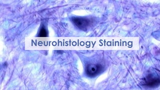 Neurohistology Staining
 