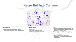 Luxol Blue
•Stains myelin and myelinated axons in
brain/spinal cord blue; Stains phospholipids
•H&E
•Standard staining method in histology, but
difficult to differentiate between axons and
dendrites in nervous tissue
•Nissl will be basophilic and cytoplasm
eosinophilic; astrocytes extremely hard to
see- nuclei appear clear
•Better for pathology – astrocytes
eosinophilic in damaged tissue (fibrous
components)
Neuro Staining- Common
Nissl Stain
•Classic Stain
•Nissl bodies are stained purple
•Good for measuring neuron density
Picture curtesy of Duke University Picture curtesy of Duke University
Photo credit: Neurodigitch
 