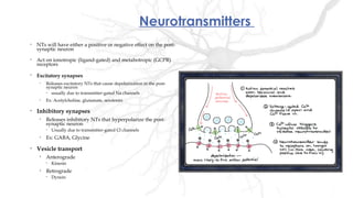 Neurotransmitters
• NTs will have either a positive or negative effect on the post-
synaptic neuron
• Act on ionotropic (ligand-gated) and metabotropic (GCPR)
receptors
• Excitatory synapses
• Releases excitatory NTs that cause depolarization in the post-
synaptic neuron
• usually due to transmitter-gated Na channels
• Ex: Acetylcholine, glutamate, serotonin
• Inhibitory synapses
• Releases inhibitory NTs that hyperpolarize the post-
synaptic neuron
• Usually due to transmitter-gated Cl channels
• Ex: GABA, Glycine
• Vesicle transport
• Anterograde
• Kinesin
• Retrograde
• Dynein
 