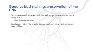 Good vs bad staining/preservation of the
CNS
• Bad preservation shrunken cells that look apoptotic (surrounded by an
empty space)
• This is due to poor fixation
• Good preservation large pale-staining nucleus, visible Nissl substance,
large cell body
 